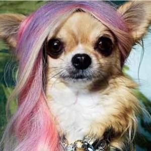 Meet your Posher, Venus